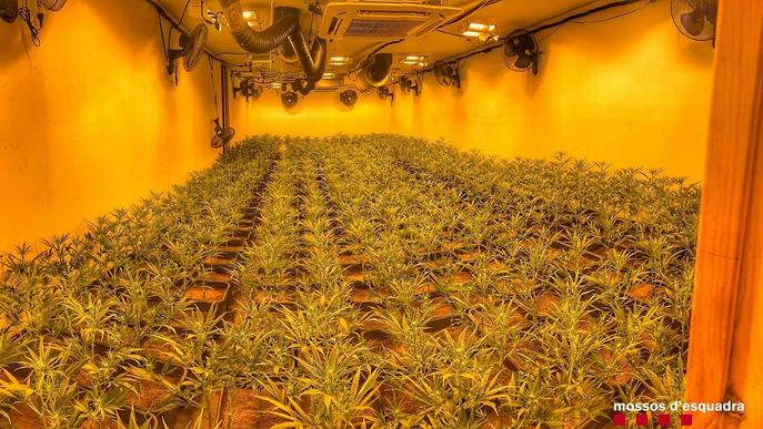 Detingut per cultivar més de 1.000 plantes de marihuana a casa