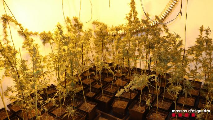 Detinguts dos veïns del Pla d'Urgell per cultivar gairebé 2.000 plantes de marihuana