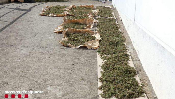 Detingut un home per cultivar 524 plantes de marihuana en una zona boscosa a l'Alt Urgell