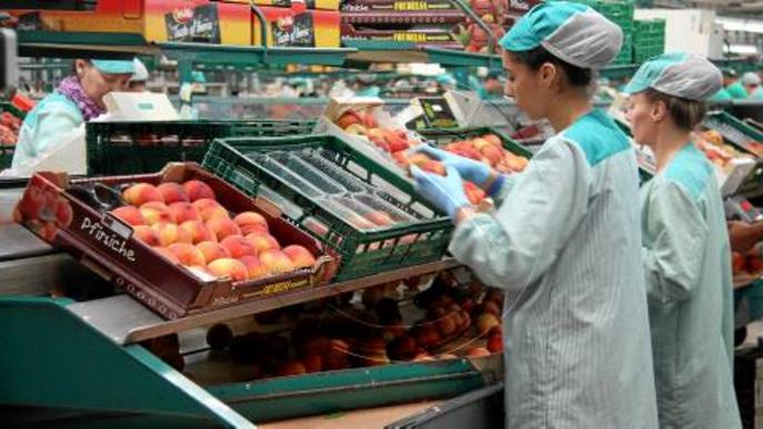 Les exportacions de fruita, única dada positiva d'un any crític per al sector