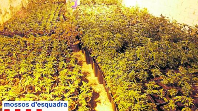 Troben 2.520 plantes al responsable d'una associació de cànnabis