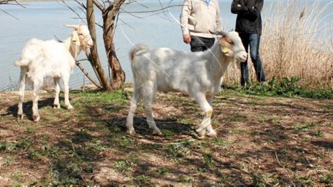 Alliberen dos cabres catalanes a l'Estany perquè pasturin a les illes