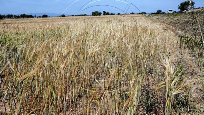 La falta de pluja podria acabar amb el 80% de cereal de secà de Lleida