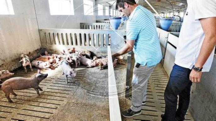 Una granja de Torà, amb calefacció radiant amb biomassa per als porcs