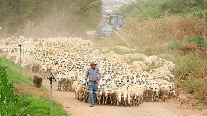 La Vall de Boí, destinació de 800 ovelles transhumants