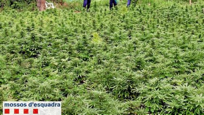 Detingut per conrear 1.300 plantes de 'maria' en una finca de l'Horta