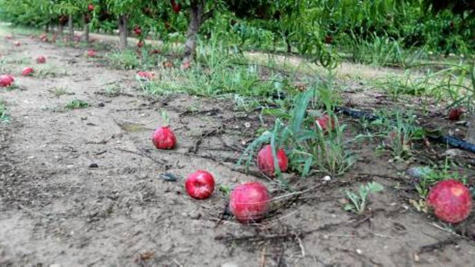 El fort vent afecta la fruita al nord del Segrià