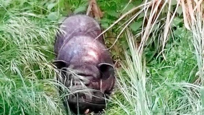 Agents rurals abaten vuit exemplars de porc vietnamita a Butsènit