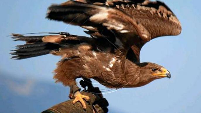 Busquen una àguila que s'ha escapat del Zoo del Pirineu