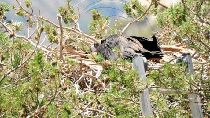 Cinc cries de voltor negre alcen el vol a la reserva de Boumort