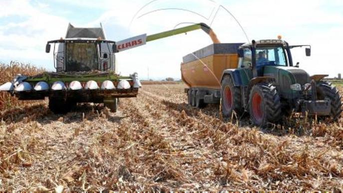 La forta calor de l'estiu redueix la collita de panís en un 20 per cent