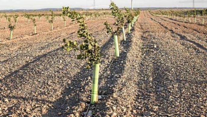 Cinc pagesos plantaran aquest any pistatxers al Segarra-Garrigues