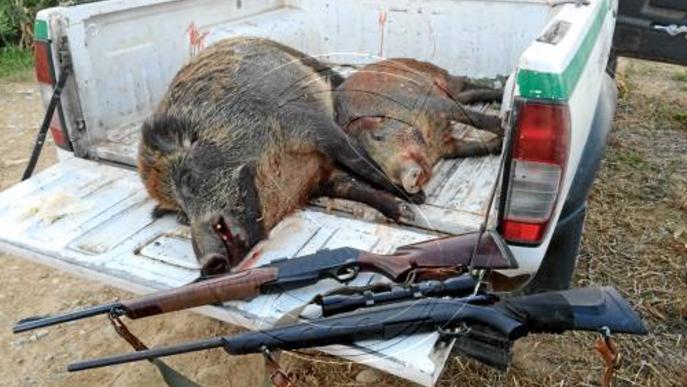 Multats amb 1.000 euros per caçar senglars il·legalment a Alcarràs