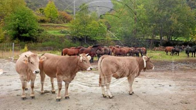 Bossòst inaugura la setmana de fires ramaderes de la Val d'Aran