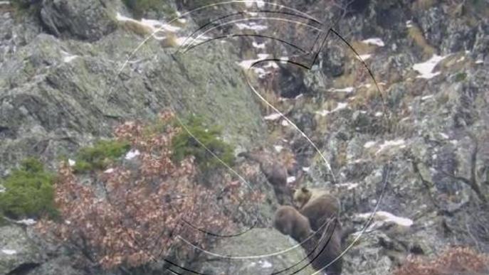 Les temperatures suaus treuen els óssos del Pallars de la letargia hivernal