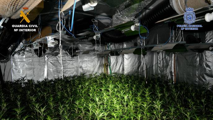⏯️ Desmantellen una plantació de més de 1.500 plantes de marihuana al Segrià