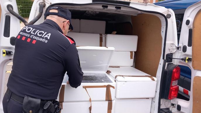 Dos detinguts a Lleida per transportar il·legalment 162 quilograms d'angules vives