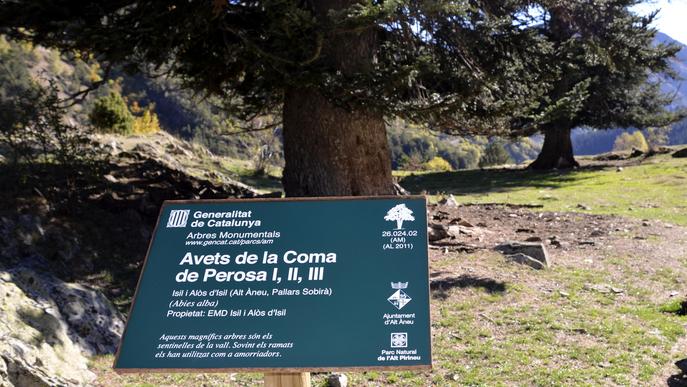 ⏯️ Reivindiquen els arbres monumentals del Parc Natural de l'Alt Pirineu a través de l'art