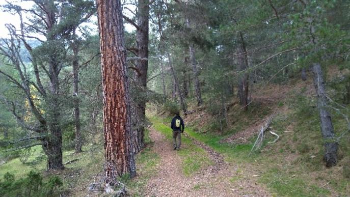 Promouen el turisme de salut amb tombs terapèutics en boscos del Pirineu de Lleida