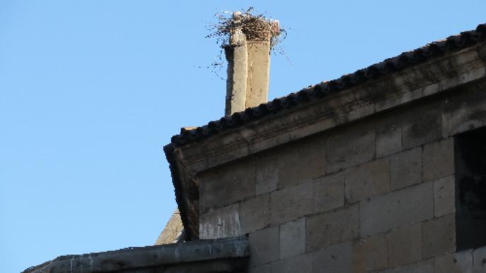 Medi ambient prohibeix actuar contra cigonyes a la teulada de la Catedral