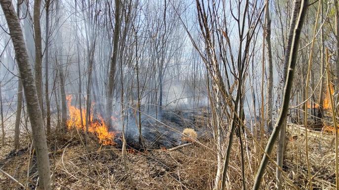 Un incendi crema uns 1.500 metres quadrats de l'estany d'Ivars i Vila-sana
