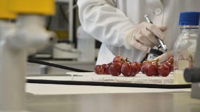 L’IRTA presenta un nou control de plagues de la vinya provat ja a Lleida