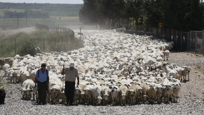 Més de 2.500 ovelles inicien a Lleida la transhumància cap a l’Alta Ribagorça