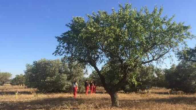 Assaig amb públic en ple camp d’una ‘performance’ de FiraTàrrega