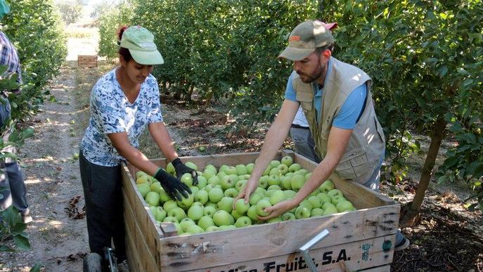 Afrucat adverteix que les limitacions de mobilitat "posen en risc" al sector de la fruita a Catalunya