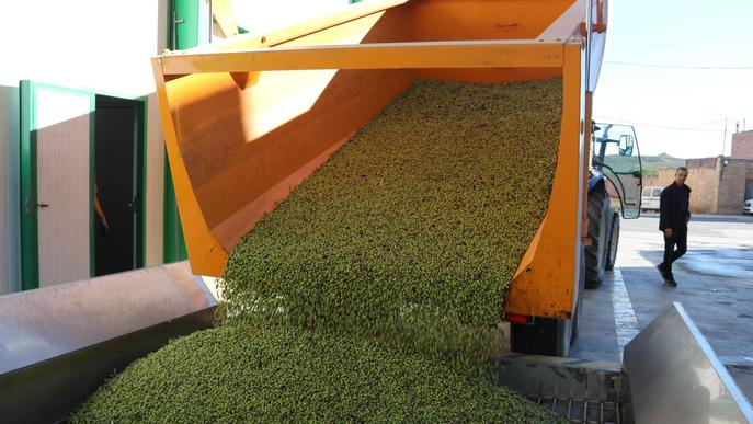 ⏯️ Lleida enceta una campanya de l'oliva marcada per la caiguda de producció i l'augment de costos