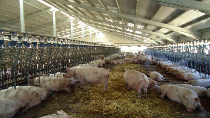 Les granges de porcs tripliquen la mida mitjana en 15 anys