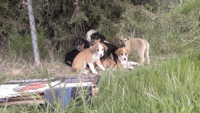 Abandonen un grup de cadells a la protectora d’Alguaire
