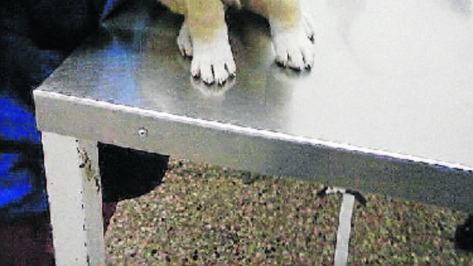 Un cadell de 2 mesos perd l'ull en un nou maltractament a Balaguer