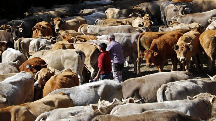 ⏯️ Una trentena de ramaders recullen les més de 1.200 vaques que han passat l'estiu a la muntanya