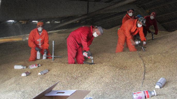 Pèrdues d’un 8% per plagues en l’emmagatzemament dels cereals
