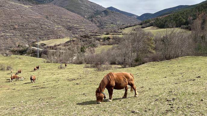 ⏯️ Engeguen un pla pilot a Soriguera per crear paisatges agroforestals resilients al canvi climàtic