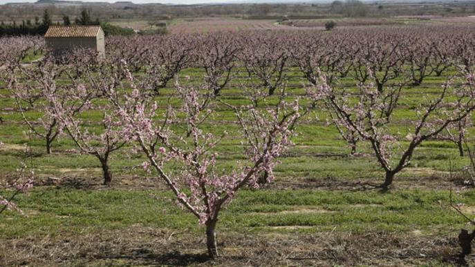 Aitona recorre a trenta veïns com a guies de Fruiturisme