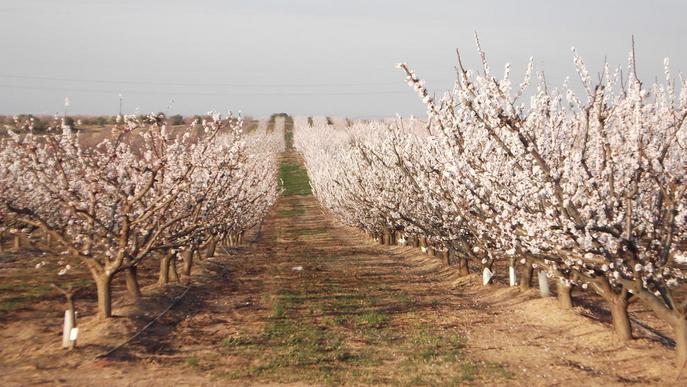 Pobles del Segrià s'apunten al turisme d'arbres en flor i Puigverd estrena ruta verda