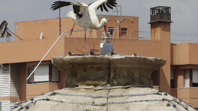 Territori supervisarà la retirada de branques de nius de cigonya