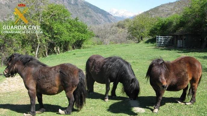 La Guàrdia Civil denuncia la mala cura de tres ponis al Pallars Jussà