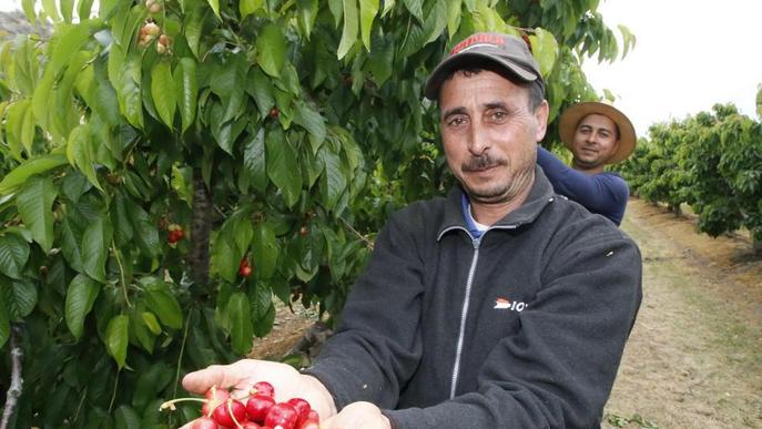 Arrenca la campanya de cirera amb bon preu i qualitat i poca collita