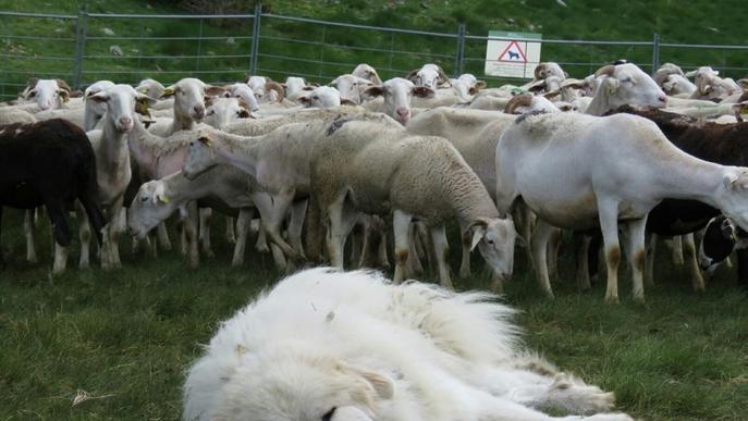 El Govern indemnitzarà ovelles mortes encara que no les hagi matat l’ós si estan agrupades
