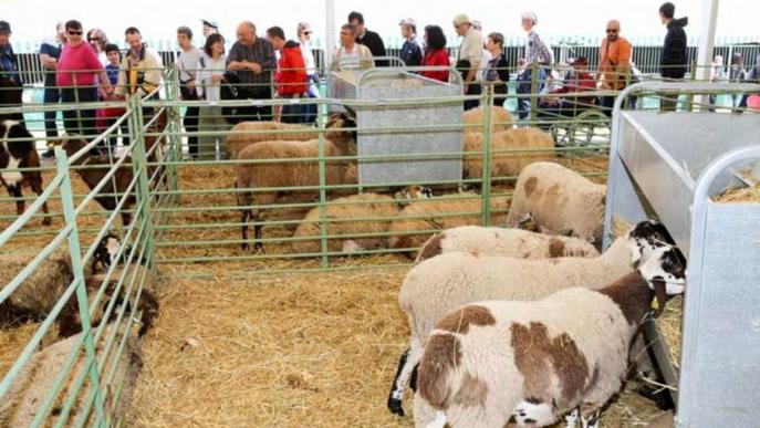 Solsona recupera al cap de 13 anys els tractors d'època a Sant Isidre