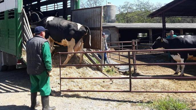 Adjudiquen les obres del centre de millora de la raça bruna a Bellestar