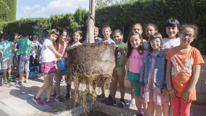 Escolars dels dos col·legis d'Agramunt planten arbres