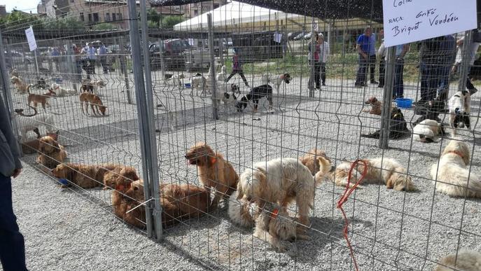 Més de 30 expositors i 150 gossos a la Fira del Caçador de Solsona