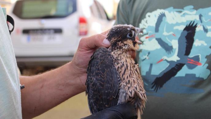 Dos falcons a Balaguer per mirar de reduir la població de coloms