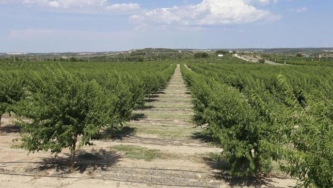 La producció d’ametlles a Lleida pot créixer fins a un 50% amb millores en el reg