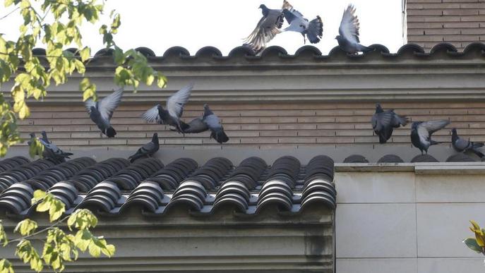 Queixes per una invasió de coloms a Ciutat Jardí a causa de l'Arborètum