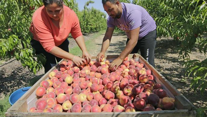 Preu ruïnós de la fruita de pinyol, arrossegat per la de baixa qualitat